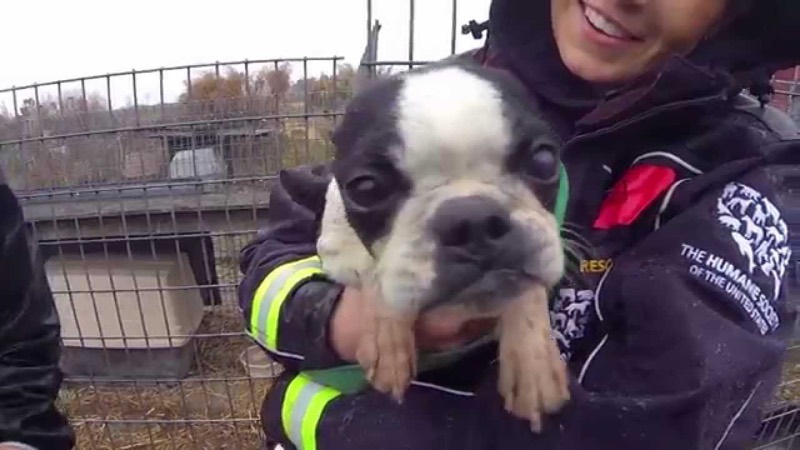 Puppy mill bust and rescue still